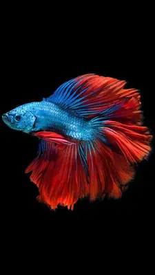 Manolya petshop