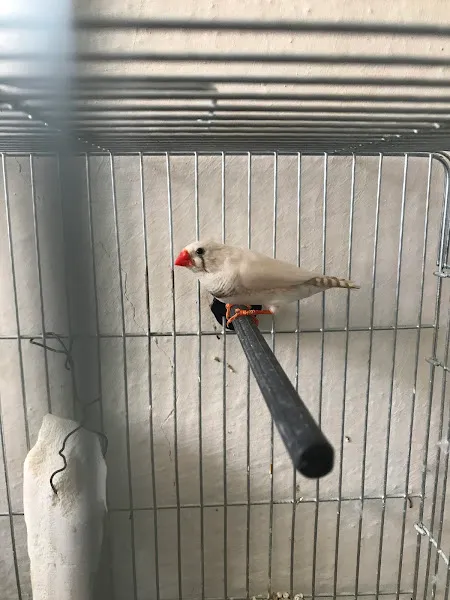 Manolya petshop foto 2