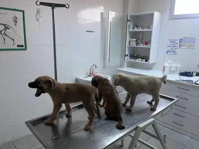 Güzel Bahçe Belediyesi Sokak Hayvanları Bakım Evi fotoğrafı