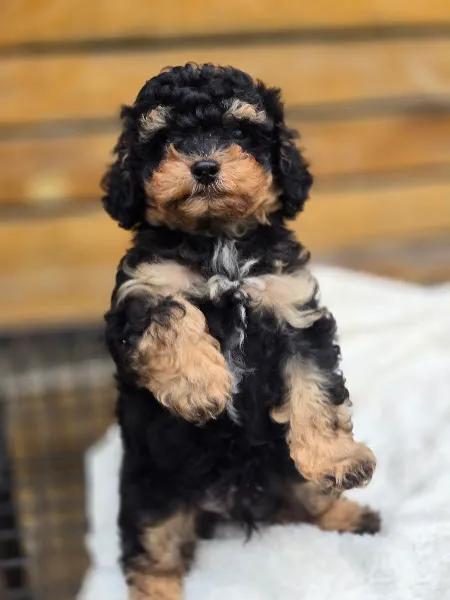Royal Paws Bursa köpek eğitim merkezi & köpek oteli foto 2