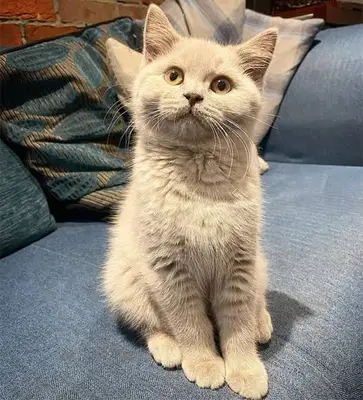 antalya kedi pet otel fotoğrafı