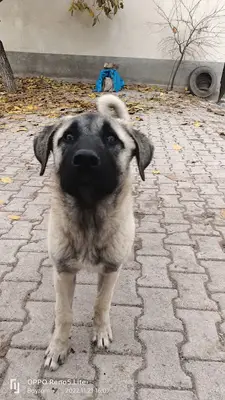 Kafkas Veteriner Kliniği