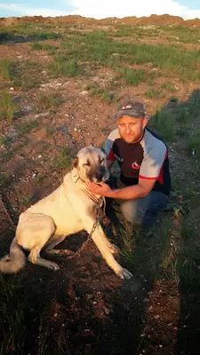 Yakup Aydoğdu Sivas Kangal köpekleri üretim çiftliği fotoğrafı