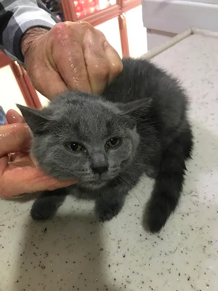 ALIN PET VETERİNER KLİNİĞİ foto 2