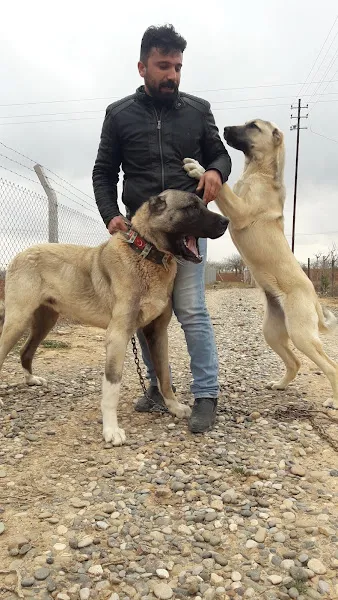 8:30-19:00 Gaziantep Veteriner - Arkadaşım Veteriner Kliniği foto 2