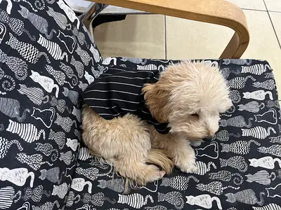 Oba Veteriner Kliniği