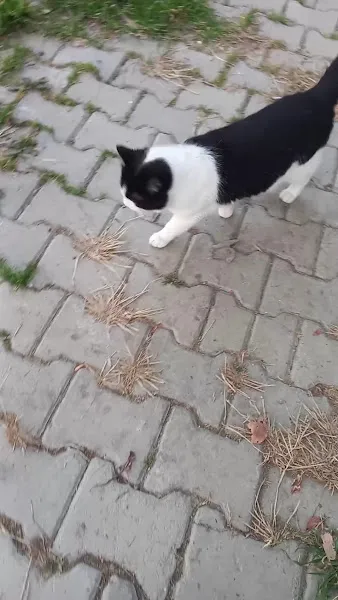 Oba Veteriner Kliniği foto 2