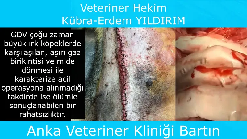 BARTIN ANKA VETERİNER KLİNİĞİ foto 2