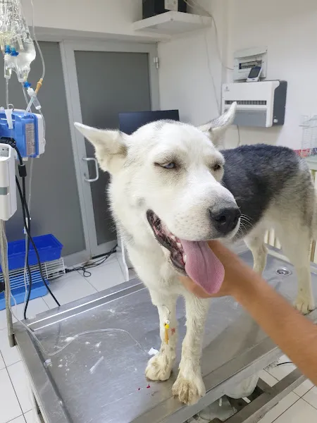 Tez Veteriner Kliniği foto 2