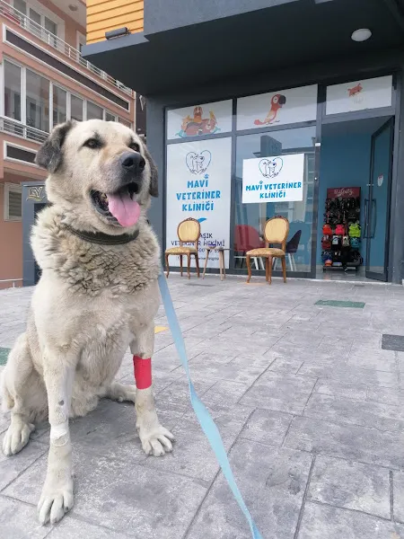 Mavi Veteriner Kliniği foto 2
