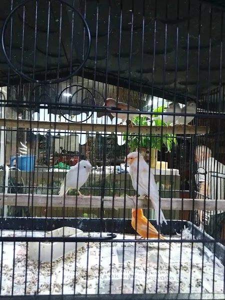 Siirt Petpark Petshop Akvaryum foto 2