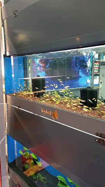Atlantik Akvaryum foto 2