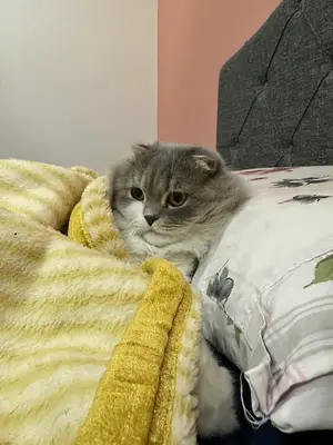 Karaköprü Veteriner Kliniği
