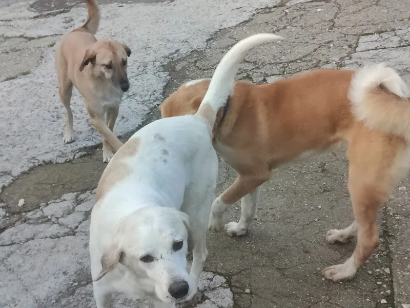 İzmir Büyükşehir Belediye Başkanlığı Veteriner Kliniği Çevre Koruma ve Kontrol Daire Başkanlığı foto 2