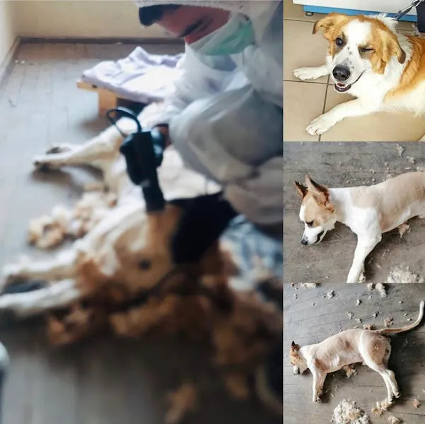 ısparta VETÖZDEN Veteriner kliniği foto 2