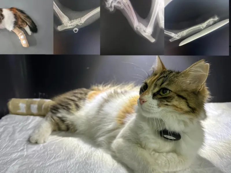 Niğde Veteriner Kliniği foto 2