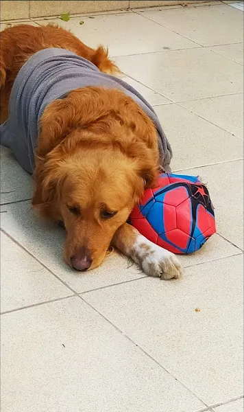 Kaplan Veteriner Kliniği foto 2