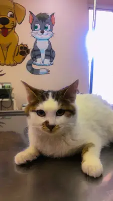 Cityvet Veteriner Kliniği fotoğrafı