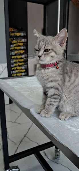 Beyşehir İnci Veteriner Kliniği ‍ ‍ foto 1