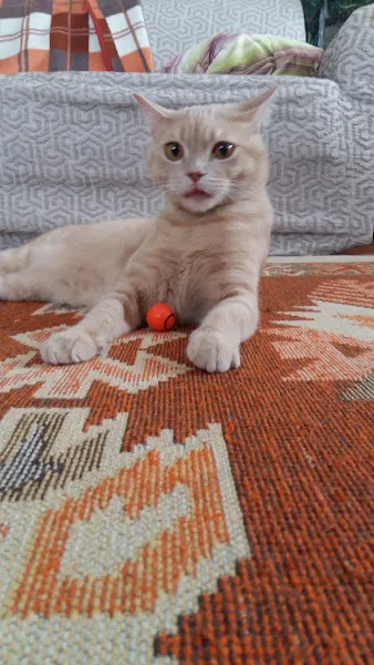 Erciş Merkez pet Veteriner kliniği foto 2