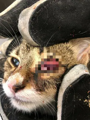 TepeVet Veteriner Kliniği