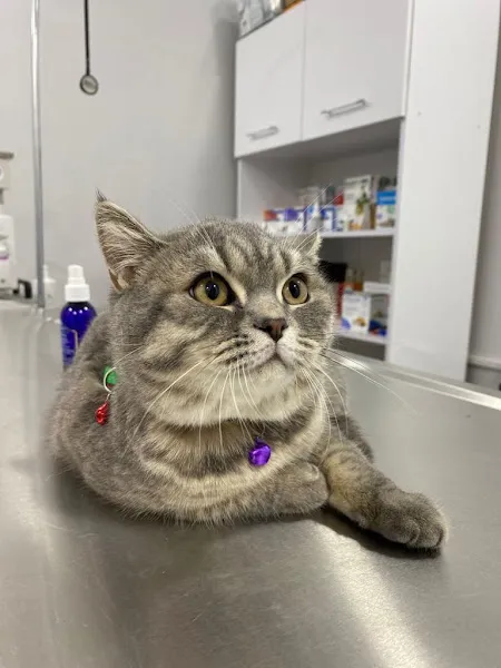 PetaVet Veteriner kliniği foto 1