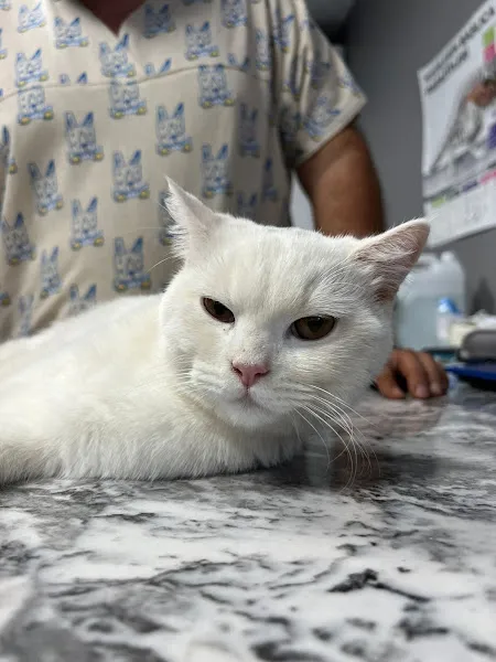 Güney veteriner kliniği foto 2