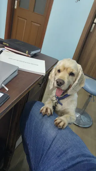 Cotyora veteriner kliniği foto 2
