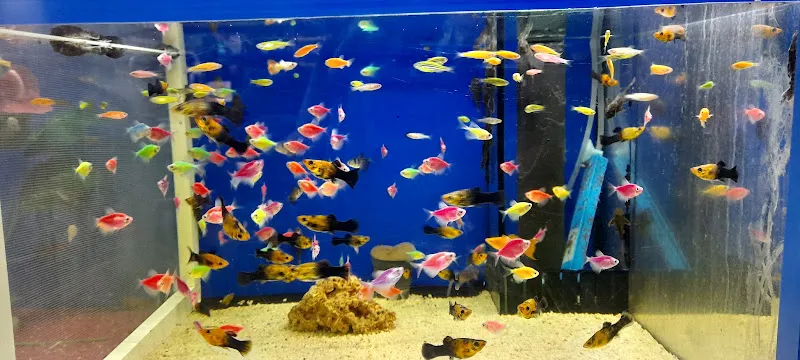 Gursel PetShop foto 2