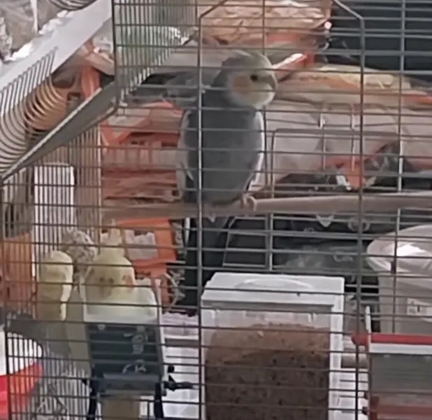 GÜMÜŞ PETSHOP ANTALYA MELTEM foto 2