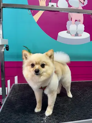 Fethiye Pet Kuaför by Groomer Nida