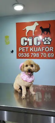 İzmit Petty Pet Kuaförü