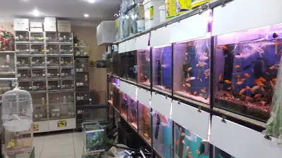 Boncuk Akvaryum Petshop trabzon
