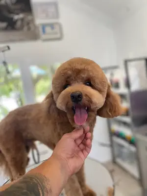 Bir-Can Pet Kuaför ve Köpek Eğitimi fotoğrafı