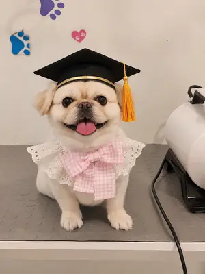 Köpek Ablası pet shop pet kuaför fotoğrafı