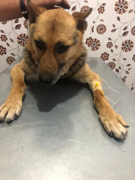 Topuzoğlu Veteriner Kliniği foto 2