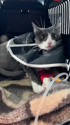 Elikçioğlu Veteriner Kiliniği