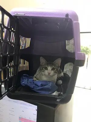 Uluç Veteriner Kliniği