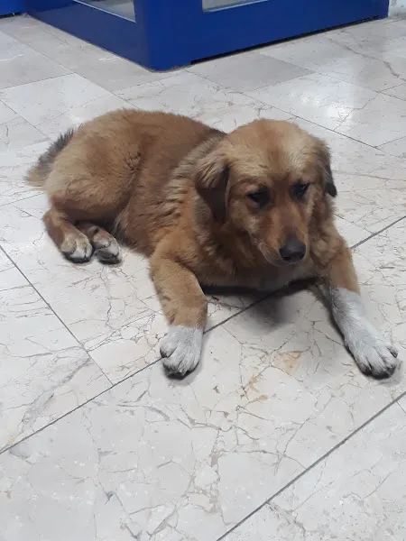 Hayvan Sağlığı Bürosu foto 2