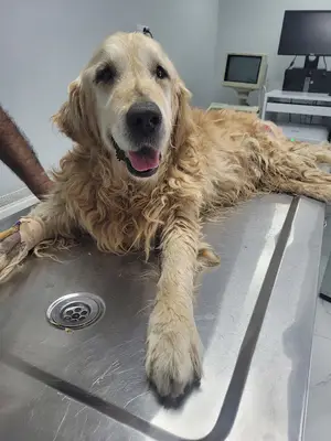 Pasteur Veteriner Kliniği fotoğrafı