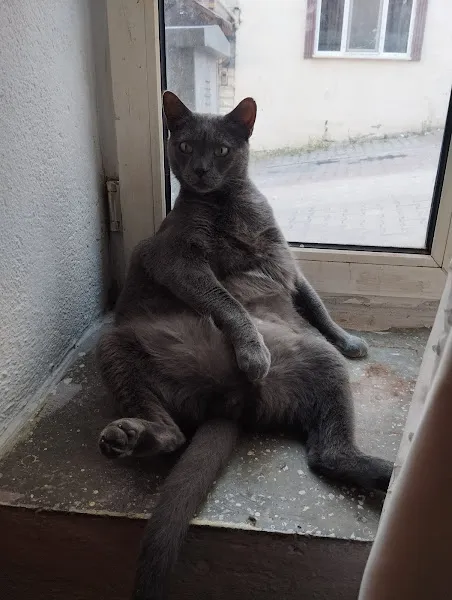 Bilecik Veteriner Kliniği foto 2