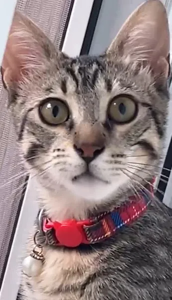 Vetpedia Sultanbeyli Veteriner Kliniği - Kedi, Köpek, Kuş ve Egzotik Hayvan Veterineri foto 2
