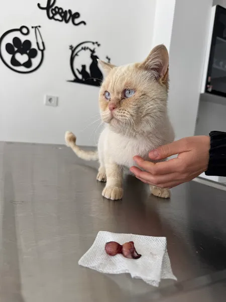 Beyşehir Veteriner Kliniği foto 2