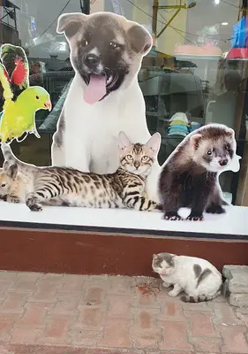 Taco Veteriner Kliniği