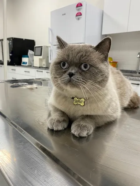 Vetport Dalaman Veteriner Kliniği foto 2