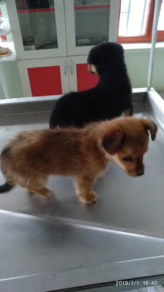 Şifa Veteriner Kliniği foto 1