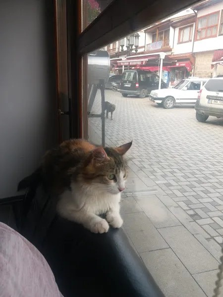 Veteriner Hekim Ersin Erul foto 2