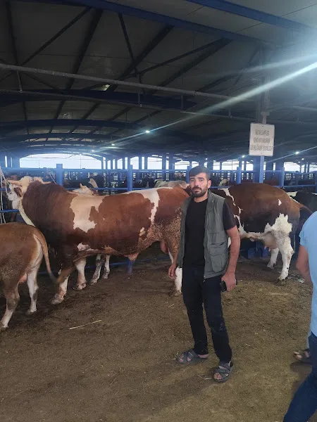 Reyhanlı Hayvan Pazarı foto 2