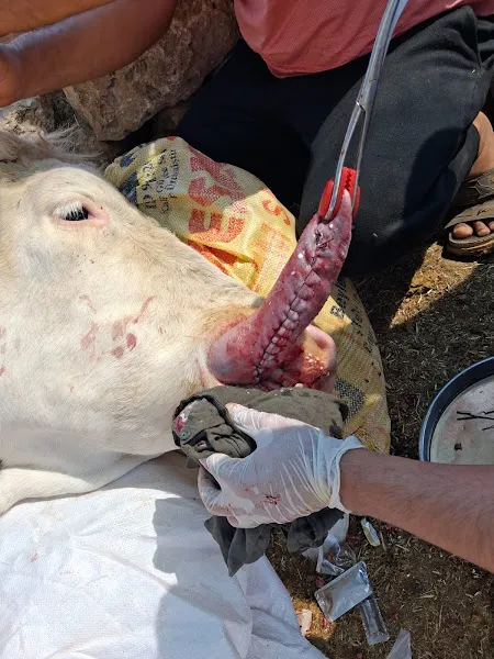 Gündoğar veteriner kliniği foto 1