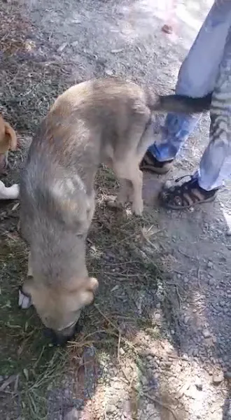 Tarsus Hayvan Barınağı foto 2